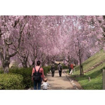 Lais Puzzle - Volle Blüte der Shidare-Sakura in Ibaraki, Japan - 100, 200, 500 & 1.000 Teile