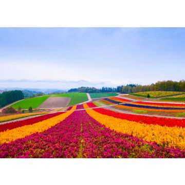 Lais Puzzle - Blumenfeld in Furano, Hokkaido, Japan - 100, 200, 500 & 1.000 Teile