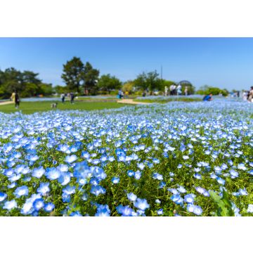 Lais Puzzle - Nemophila, Fukuoka, Kyushu, Japan - 100, 200, 500 & 1.000 Teile