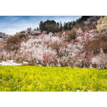 Lais Puzzle - Hanamiyama-Park, Japan - 100, 200, 500 & 1.000 Teile