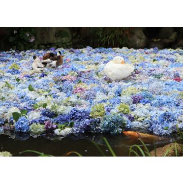 Lais Puzzle - Amabiki-Schrein, Japan - 100, 200, 500 & 1.000 Teile