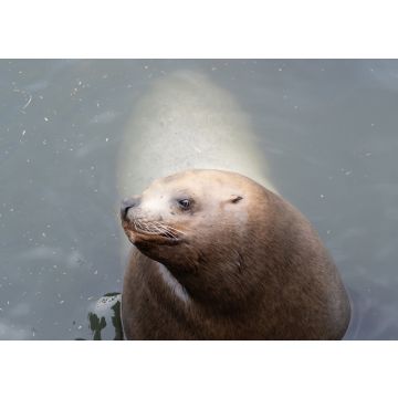 Lais Puzzle - Seelöwe im Otaru Aquarium, Japan - 100, 200, 500 & 1.000 Teile