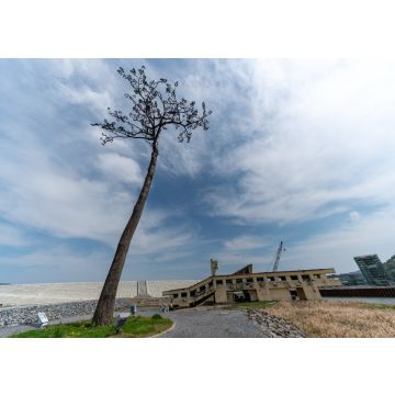 Lais Puzzle - Kiefernbaum in Rikuzentakata, Iwate, Japan - 100, 200, 500 & 1.000 Teile