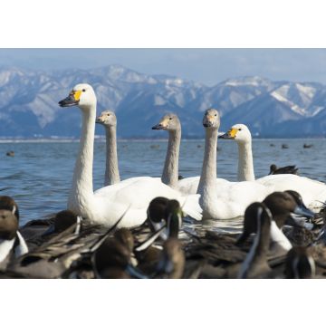 Lais Puzzle - Ente, Vogel und Schwan, Japan. - 100, 200, 500 & 1.000 Teile
