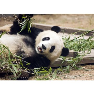 Lais Puzzle - Panda frisst Bambus, China - 100, 200, 500 & 1.000 Teile