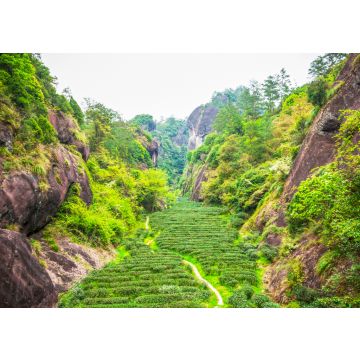 Lais Puzzle - Teeplantage in den Wuyi-Bergen, Fujian-Provinz, China - 100, 200, 500 & 1.000 Teile