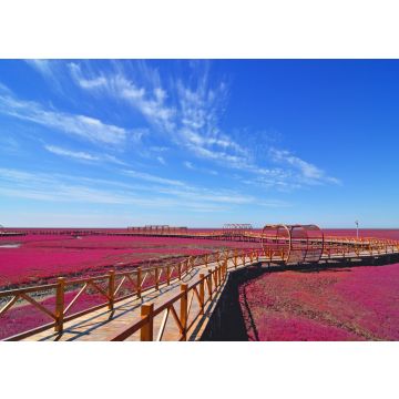 Lais Puzzle - Panjin roter Strand, Liaoning, China - 100, 200, 500 & 1.000 Teile