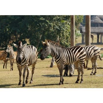 Lais Puzzle - Zebras im Chimelong Safari Park, China - 100, 200, 500 & 1.000 Teile