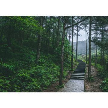 Lais Puzzle - Pfad im Wald im Berg Mingyue, Jiangxi, China - 100, 200, 500 & 1.000 Teile