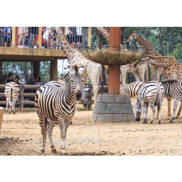 Lais Puzzle - Zebra im Tierpark, China - 100, 200, 500 & 1.000 Teile