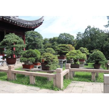 Lais Puzzle - Bonsai, Tiger Hill in Suzhou, China - 100, 200, 500 & 1.000 Teile