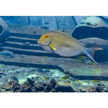 Lais Puzzle - Augenstreifen-Doktorfisch, Sanya Stadt, Hainan, China - 100, 200, 500 & 1.000 Teile