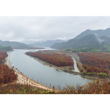 Lais Puzzle - Mangrovenwald in der Morgendämmerung, Anhui, China - 100, 200, 500 & 1.000 Teile