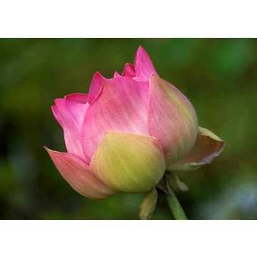 Lais Puzzle - Lotusblüte - 100, 200, 500 & 1.000 Teile
