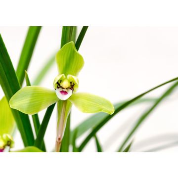 Lais Puzzle - Orchideen blühen im Frühjahr - 100, 200, 500 & 1.000 Teile