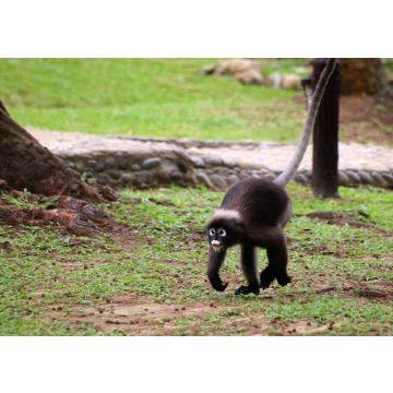 Lais Puzzle - Dusky Langur oder Blattaffen laufen auf dem Boden - 100, 200, 500 & 1.000 Teile