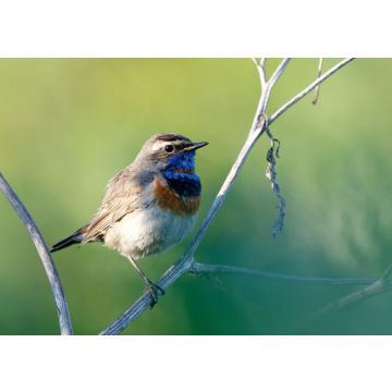 Lais Puzzle - Blaukehlchen - 100, 200, 500 & 1.000 Teile
