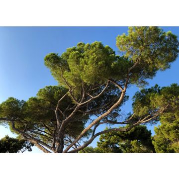 Lais Puzzle - Waldpark Goldenes Kap Zlatni rt, Rovigno, Kroatien - 100, 200, 500 & 1.000 Teile