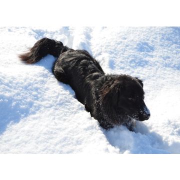 Lais Puzzle - Hund im Schnee - 100, 200, 500 & 1.000 Teile