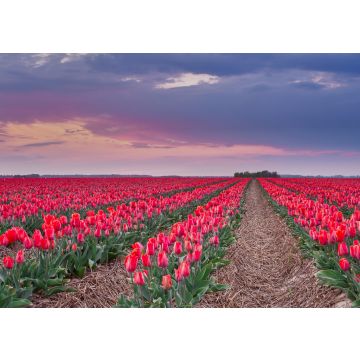 Lais Puzzle - Tulpen Grevenbroich - 100, 200, 500 & 1.000 Teile