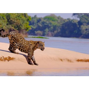 Lais Puzzle - Jaguar, Panthera Onca, Weibchen, Fluss Cuiaba, Porto Jofre, Pantanal Matogrossense, Mato Grosso do Sul, Brasilien - 100, 200, 500 & 1.000 Teile