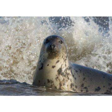 Lais Puzzle - Kegelrobbe, Donna Nook, Lincolnshire, England - 100, 200, 500 & 1.000 Teile