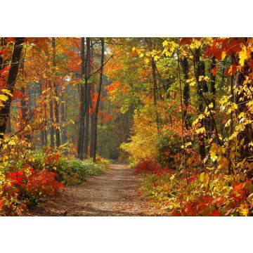 Lais Puzzle - Wald im Herbst - 100, 200, 500 & 1.000 Teile