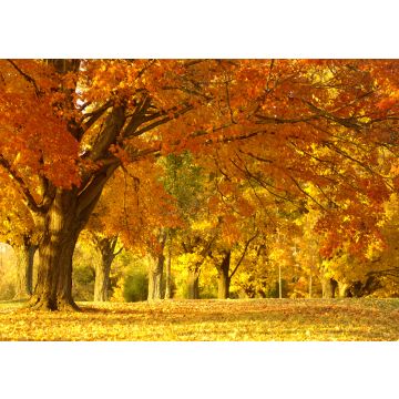 Lais Puzzle - Waldlandschaft im Herbst - 100, 200, 500 & 1.000 Teile