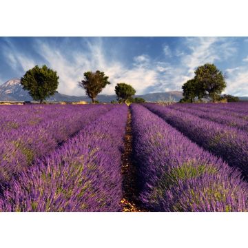Lais Puzzle - Lavendelfeld in der Provence - 100, 200, 500 & 1.000 Teile