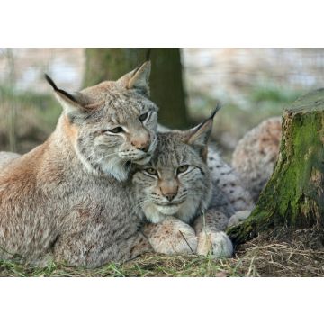 Lais Puzzle - Luchs - 100, 200, 500 & 1.000 Teile
