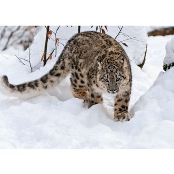 Lais Puzzle - Schneeleopard - 100, 200, 500 & 1.000 Teile