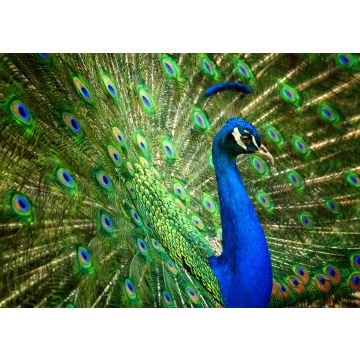 Lais Puzzle - Pfau - 100, 200, 500 & 1.000 Teile