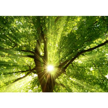Lais Puzzle - Sonnenstrahlen durch Baum - 100, 200, 500 & 1.000 Teile