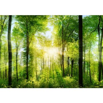 Lais Puzzle - Lichtstrahlen im Wald - 100, 200, 500 & 1.000 Teile
