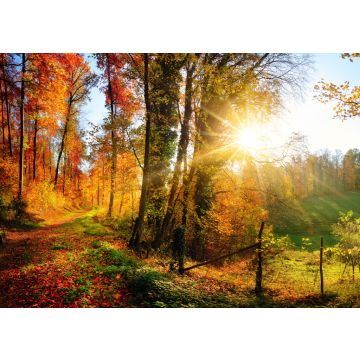 Lais Puzzle - Waldlandschaft im Herbst mit Sonnenstrahlen - 100, 200, 500 & 1.000 Teile
