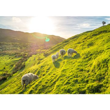 Lais Puzzle - Schafe in Irland - 100, 200, 500 & 1.000 Teile