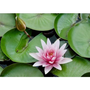 Lais Puzzle - Seerose - 100, 200, 500 & 1.000 Teile