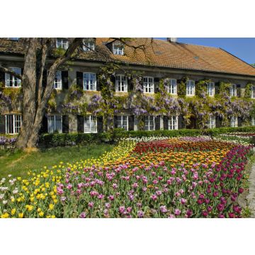 Lais Puzzle - Garten Tulpen (Tulipa) und chinesische Glyzinien (Wisteria sinensis), Garten in Aying, Bayern, Deutschland, Europa - 100, 200, 500 & 1.000 Teile