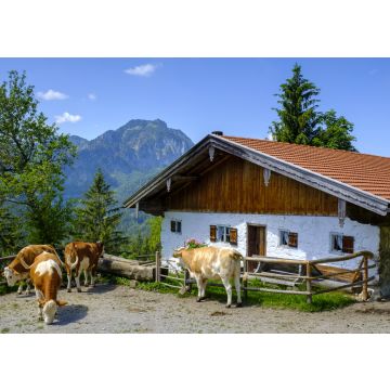 Lais Puzzle - Deutschland, Bayern, Bad Feilnbach, Rinder auf der Weide vor dem Bauernhaus im Sommer - 100, 200, 500 & 1.000 Teile