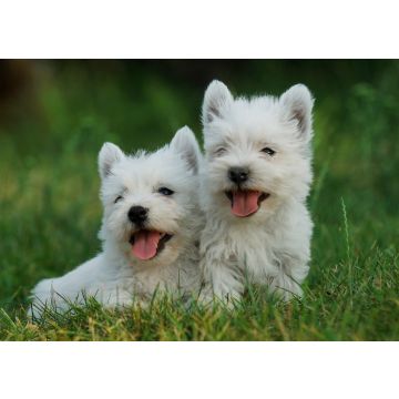 Lais Puzzle - West Highland White Terrier - 100, 200, 500 & 1.000 Teile