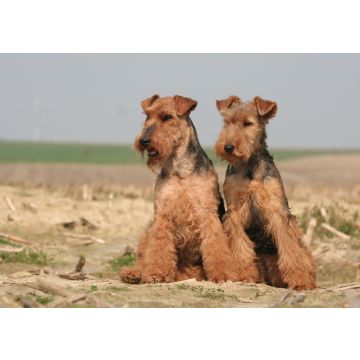 Lais Puzzle - Welsh Terrier - 100, 200, 500 & 1.000 Teile