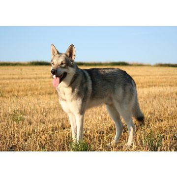 Lais Puzzle - Saarlooswolfhund - 100, 200, 500 & 1.000 Teile