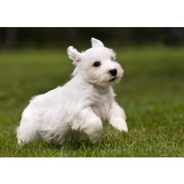 Lais Puzzle - Sealyham Terrier - 100, 200, 500 & 1.000 Teile