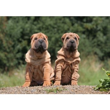 Lais Puzzle - Shar Pei - 100, 200, 500 & 1.000 Teile