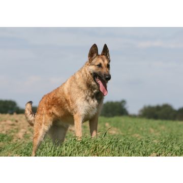 Lais Puzzle - Laekenois - 100, 200, 500 & 1.000 Teile
