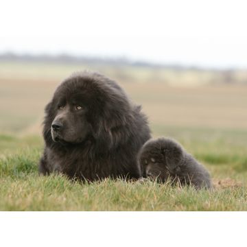 Lais Puzzle - Tibetdogge - 100, 200, 500 & 1.000 Teile