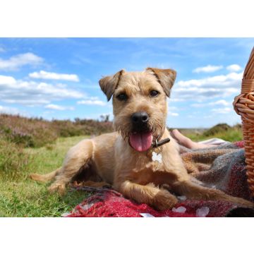 Lais Puzzle - Patterdale Terrier - 100, 200, 500 & 1.000 Teile