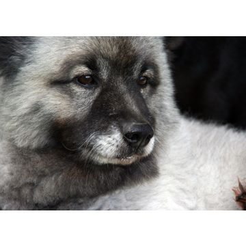 Lais Puzzle - Wolfsspitz - 100, 200, 500 & 1.000 Teile