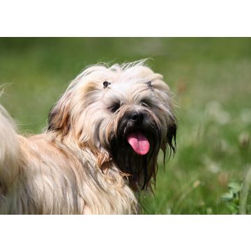 Lais Puzzle - Lhasa Apso - 100, 200, 500 & 1.000 Teile