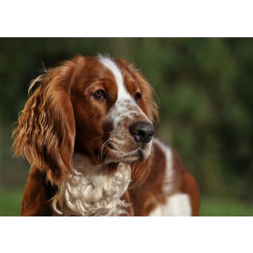 Lais Puzzle - Welsh Springer Spaniel - 100, 200, 500 & 1.000 Teile